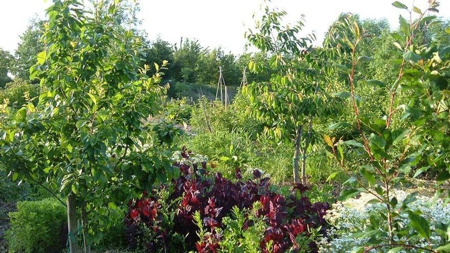 Bosque comestible — capturas — captura 1