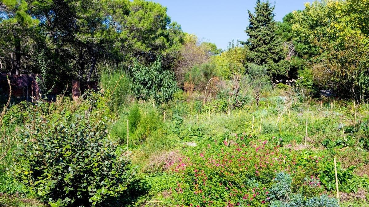 Bosque comestible — capturas — captura 2